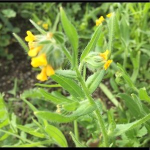 Meet your Posher, Daisy